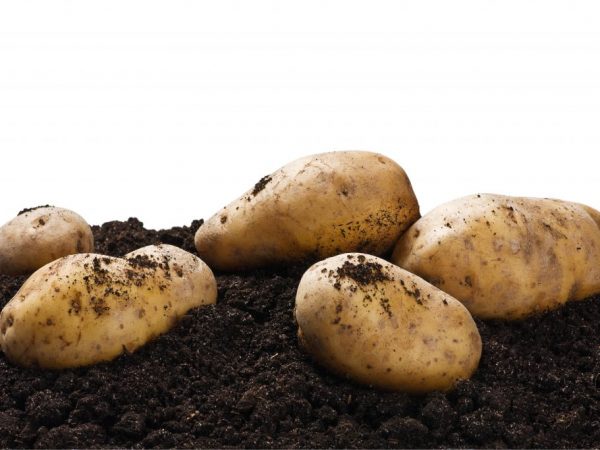 Beschrijving van aardappelrassen voor de regio Tsjernozem