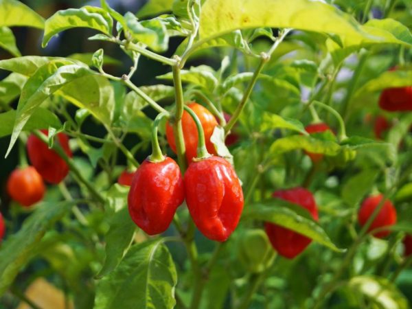 Οι καλύτερες ποικιλίες πιπεριού για ανοιχτό έδαφος