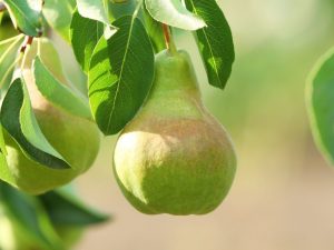 Kännetecken för sorter av stora päron