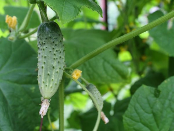 Fuga-komkommer zal je verrassen met een vroege oogst
