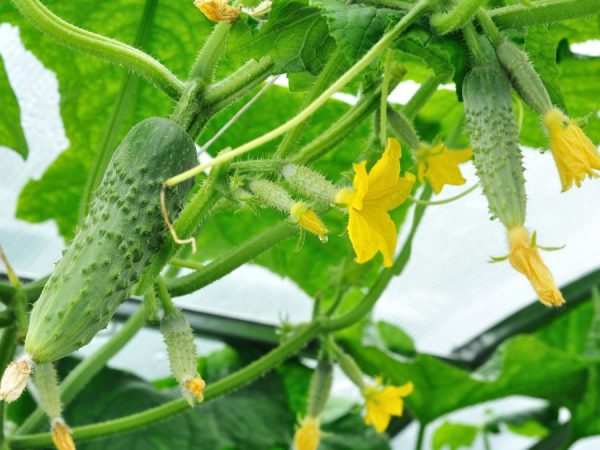 Variedad apta para cultivo en invernadero