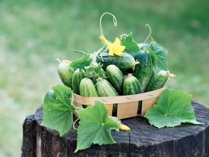 The best varieties of cucumbers with the letter M