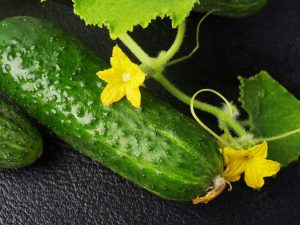 Beschrijving van variëteiten van komkommers met de letter H