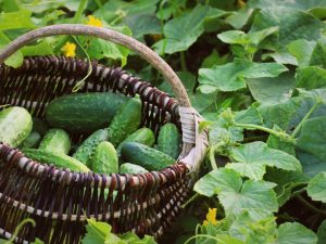 De beste soorten komkommers met de letter P