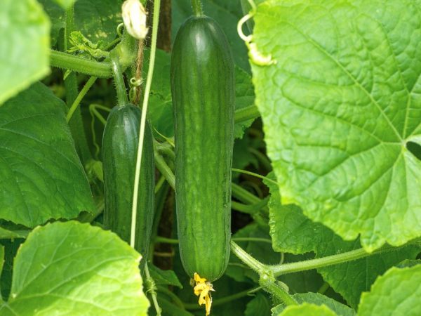 Description of varieties of cucumbers with the letter P