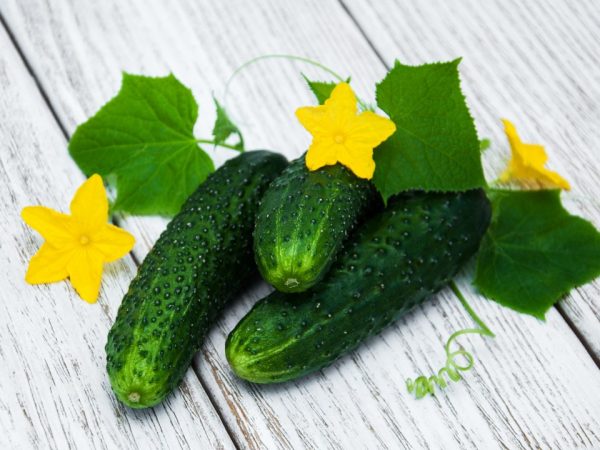 Kenmerken van komkommersoorten met de letter Ш