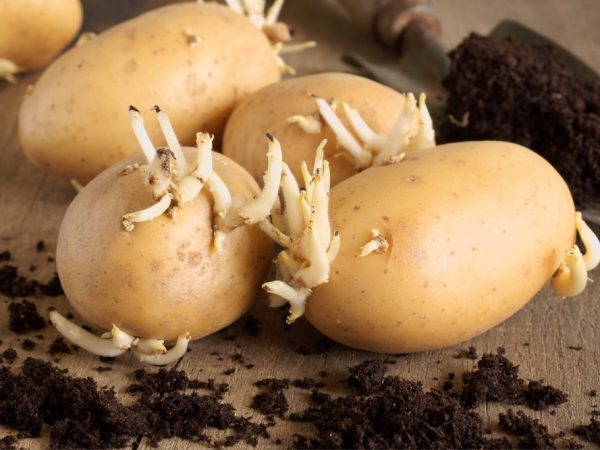 Semena brambor a odrůdy