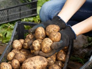 Zařízení na třídění brambor