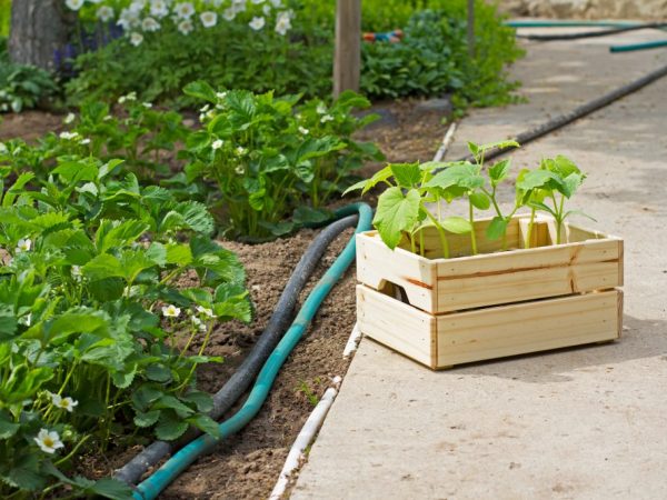 Joint planting of cucumbers with other vegetables