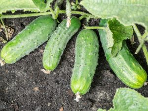 Description of Spino cucumber