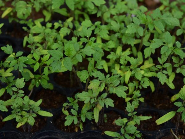 Stimuleren van de groei van tomatenzaailingen