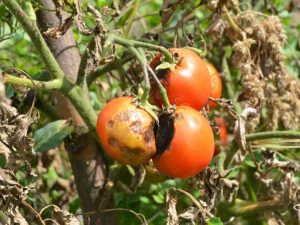 Καταπολέμηση της ντομάτας stolbur