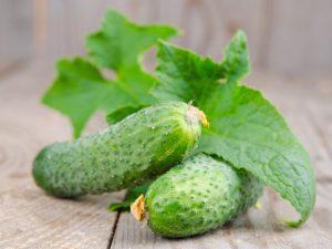 Description of the variety of cucumbers SV 4097 TsV f1
