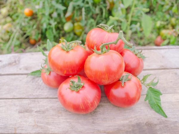 Kenmerken van de variëteit aan tomaten Tais