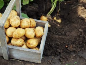 Potato growing methods