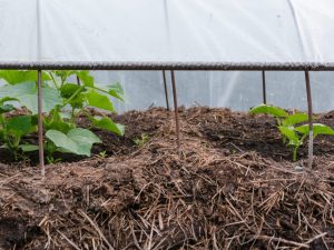 Do-it-yourself warm garden for cucumbers