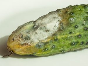 Grijze rot op komkommers en hoe ermee om te gaan