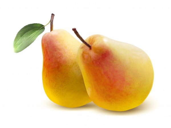 Fruct de forma corectă, greutatea este de 250 - 350 g