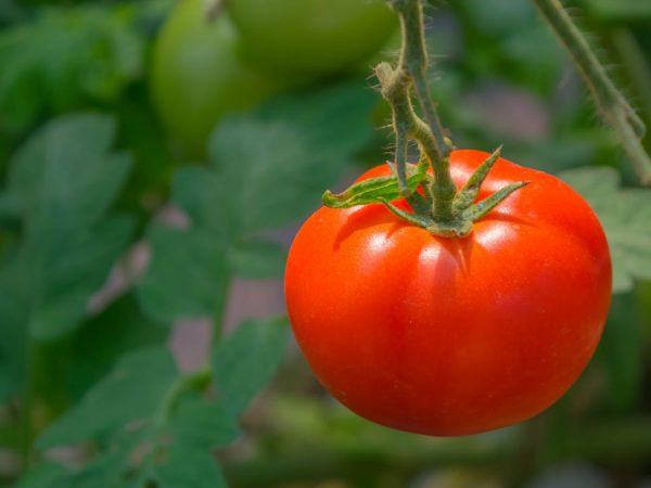 Kenmerken van een tomatenras Vet