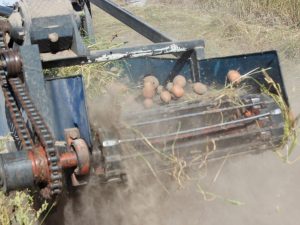 Transporter potato digger for walk-behind tractor