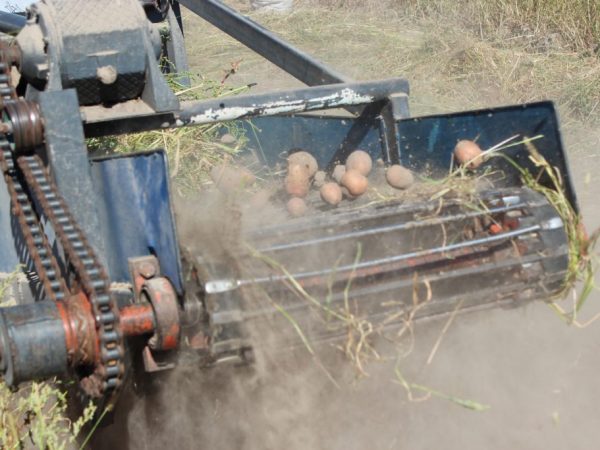 Transporter potatisgrävare för bakomgående traktor