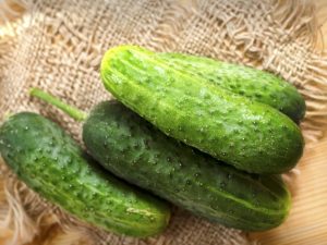 Characteristics of the Tumi cucumber variety