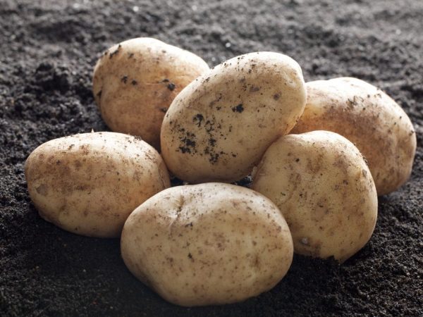 Modos y métodos de cosecha de patatas.