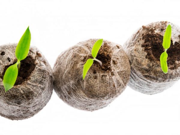 Pěstování v rašelinových tabletách vám pomůže bez sbírání