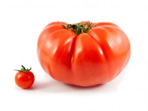 Kenmerken van de tomatenvariëteit Ural Gigant