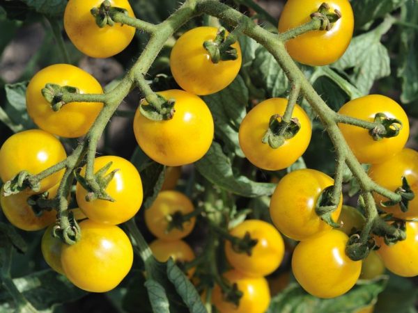 Indikatorer för tomatproduktivitet från en buske