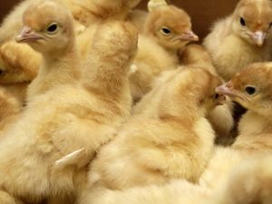 Uppfödning av kalkonfåglar i en inkubator