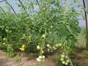 Cultivo de tomates en invernadero