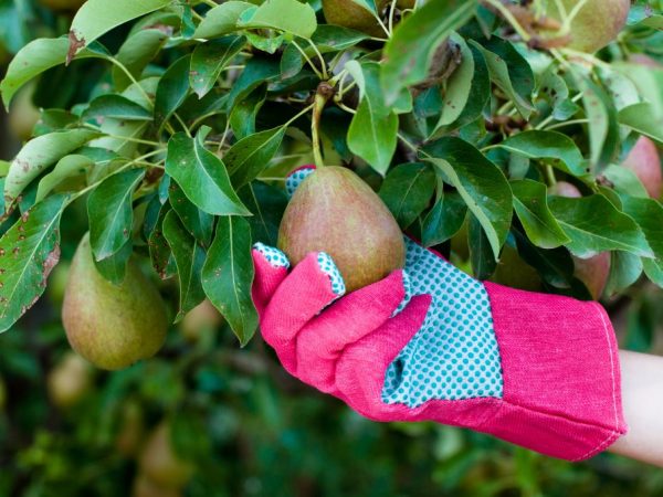 Para una buena fructificación, la pera debe alimentarse con regularidad.