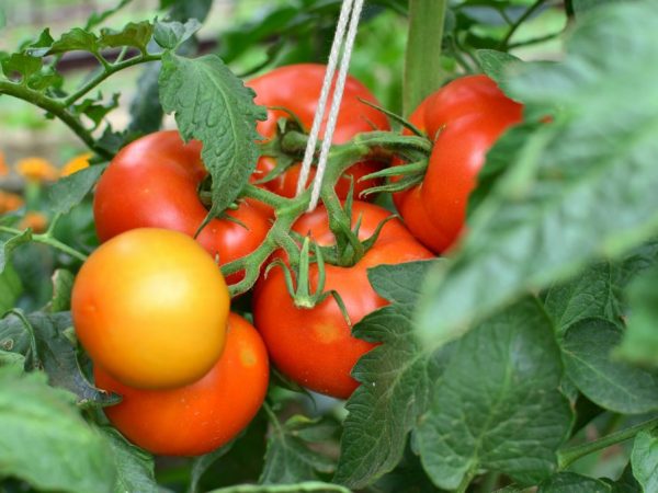 Odrůda rajčat Verlioka