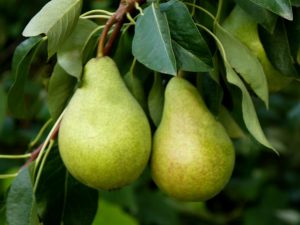 Egenskaper för Victoria päron