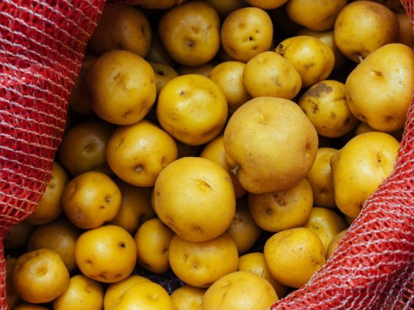 Beskrivning av Vineta potatis