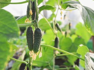 Characteristics of cucumber varieties Everyone envy