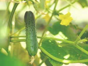 Kenmerken van Vyatsky-komkommers
