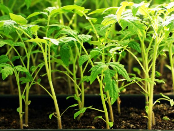 Rostliny potřebují pravidelné hnojení