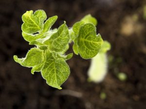 Metoder för odling av potatis från frön