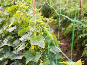 Growing cucumbers on a trellis