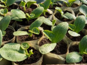 Het principe van het kweken van komkommers in de Oeral