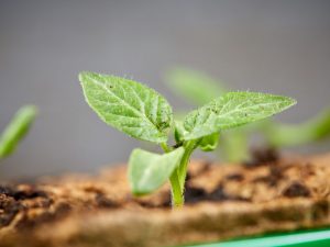 Καλλιέργεια φυτών τομάτας σύμφωνα με τη μέθοδο Ganichkina