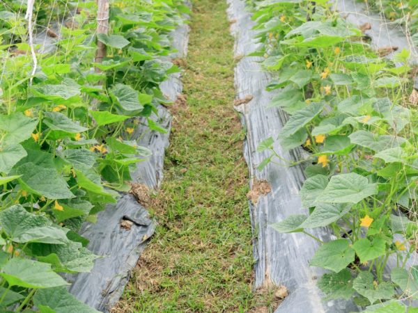 Rules for growing cucumbers under spunbond