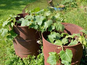 Reglas para cultivar pepinos en un barril.