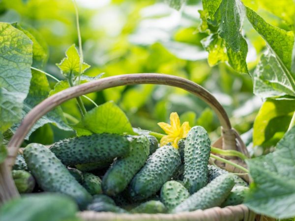 Regels voor het kweken van komkommers in zakken