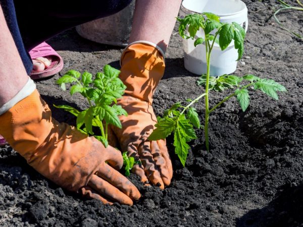 Regler för plantering av tomatplantor i öppen mark