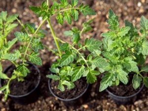 Σκληρυντικά φυτά τομάτας