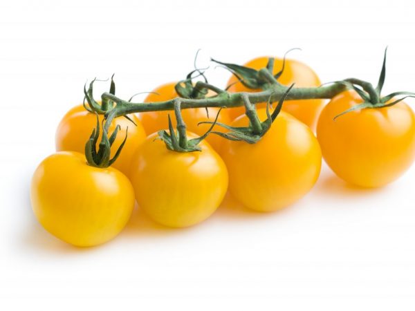 Beskrivning av tomater Pearl