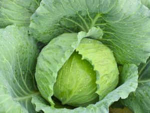 Χαρακτηριστικά της σαλάτας λάχανου Ammon f1